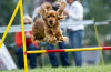 Agility je sport pro aktivní psy v rusku i v zahraničí: soutěžní pravidla, vybavení, stopy