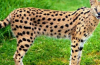 Africká kočka serval