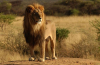 Africký lev