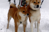 Akita inu a shiba inu: rozdíly