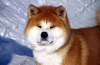 Akita inu: popis plemene