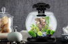 Recenze aquarium tetra duo waterfall globe