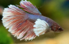 Kohout akvarijní ryby (betta splendens)