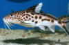 Synodontis sumec akvarijní ryby