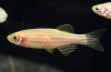 Akvarijní ryby zebrafish: údržba a péče