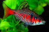 Scarlet barbus nebo tikto