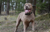 Americký bandog