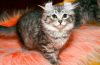 American curl: charakteristika plemene