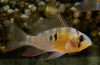 Apistogram bolivijský motýl (mikrogeophagus altispinosus)