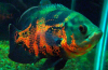 Astronotus (lat. Аstrоnоtus)