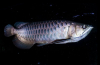 Asijská arowana (scleropages formosus)