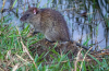 Bandicoots (lat. Bandicota)