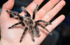 Brachypelma albopilosum: údržba pavouka brachipelma albopilosum