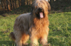 Briard: popis plemene