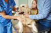 Rychlé a levné: funkce volání veterináře doma