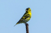 Siskin-bird - vzhled, lokalita, pravidla pro chov doma