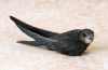 Black swift (apus apus)