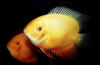 Cichlazoma severum (heros severus)