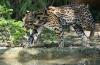 Divoká kočka-leopard ocelot - lokalita, druh, rozmnožování, výživa, možnost domestikace