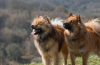 Eurasier: popis plemene, rady při výběru a péči