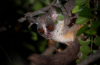 Galago (lat. Galago)