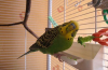 Gamavit pro papoušky - potíže a nebezpečí použití