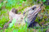 Tuatara nebo tuatara