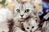 Oční kapky pro kočky a kočky na slzení, záněty, infekční onemocnění