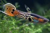 Guppy endler (poecilia wingei)