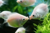 Gourami líbání