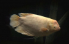 Giant gourami (osphronemus goramy)