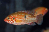 Krásný chromis (hemichromis bimaculatus)