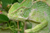 Chameleon indický (chamaeleon zeylanicus)