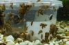 Jak se zbavit slimáků v akváriu: 4 nejúčinnější metody!
