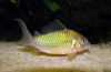 Smaragdový brochis (corydoras splendens)