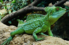 Ještěrka běžící po vodě - přilba baziliška (basiliscus plumifrons)