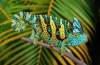 Chameleon jemenský (chamaeleo calyptratus)