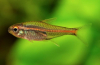 Erythrozonus nebo tetra světluška (hemigrammus erythrozonus)