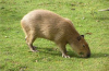 Capybara doma: zajímavá fakta, jaké zvíře