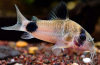 Panda koridorová (corydoras panda)