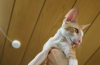 Cornish rex: popis plemene, péče a údržba