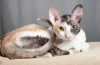 Cornish rex