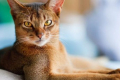 Habešská kočka fotografie, popis, postava, fakta, klady, zápory kočky