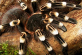 Acanthoscurria geniculata: obsah pavouka, nebezpečí jeho kousnutí