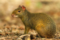 Agouti nebo keporkak: druh, lokalita, chování