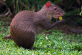 Agouti nebo keporkak zajíc