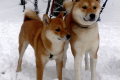 Akita inu a shiba inu: rozdíly