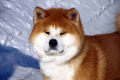 Akita inu: popis plemene