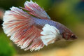 Kohout akvarijní ryby (betta splendens)