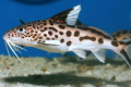 Synodontis sumec akvarijní ryby